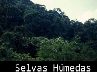 /album/ecosistemas-de-mexico1/selvas-humedas-jpg/